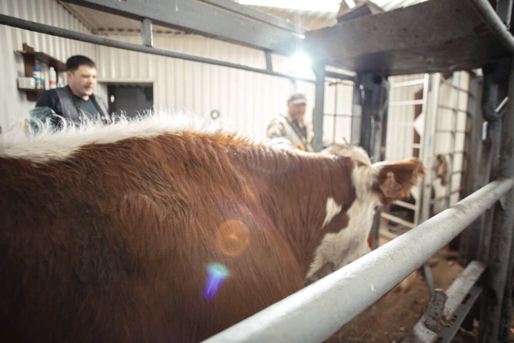 Cattle inside a metal enclosure at an auction, with workers nearby, highlighting risks of livestock-related injuries.