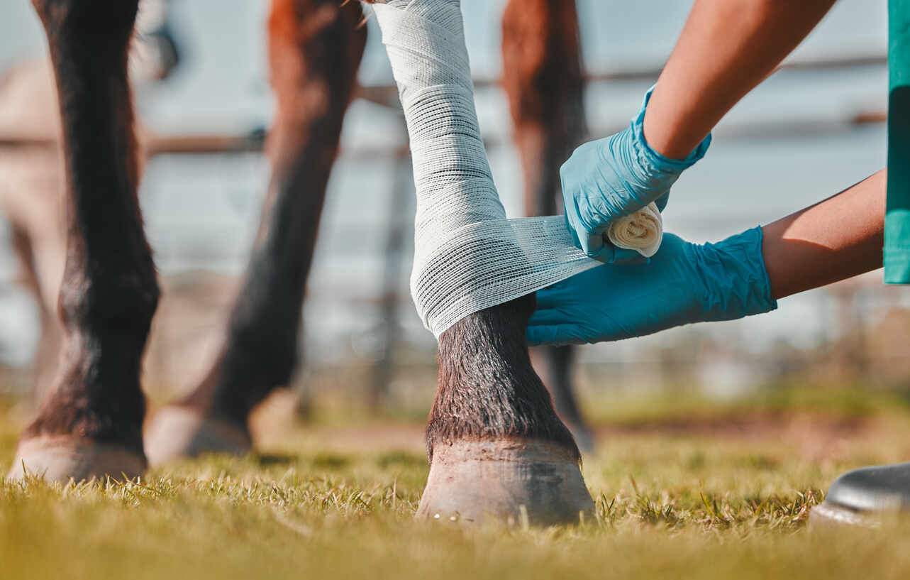 Veterinarian wrapping an injured horse's leg, symbolizing a livestock or animal injury.
