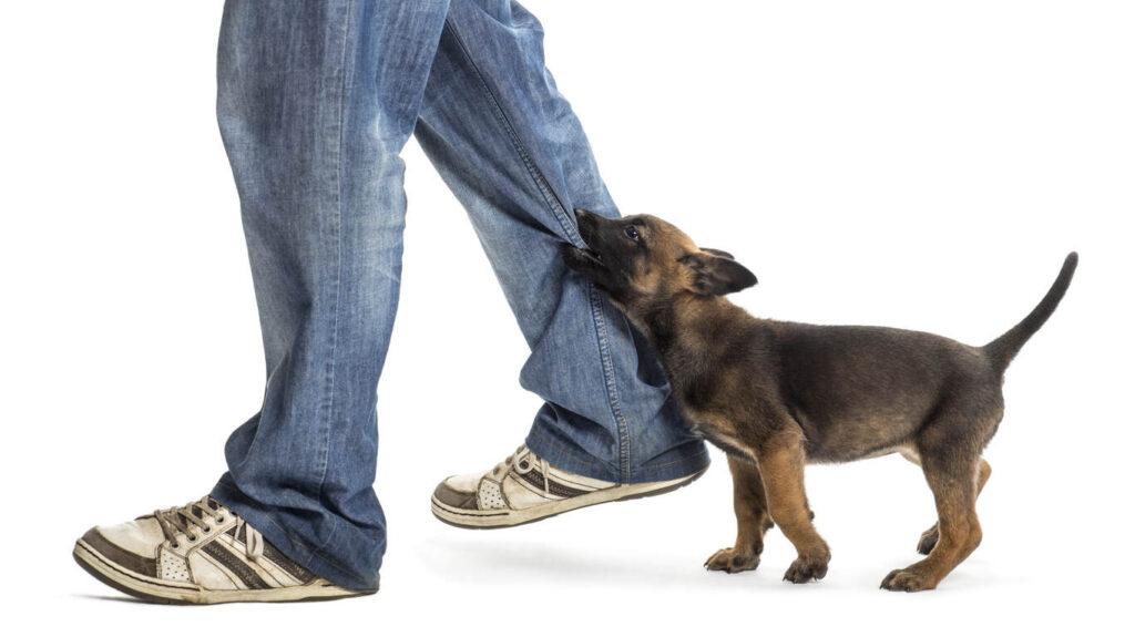 Small puppy playfully biting the leg of a person wearing jeans and sneakers.