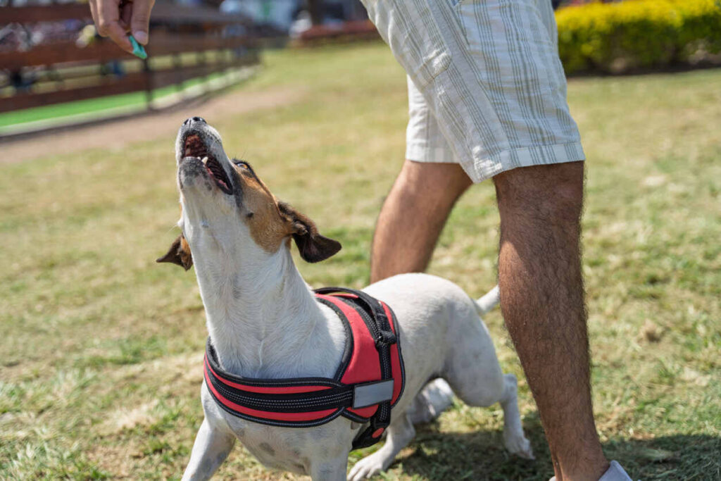 Dog being trained by owner in a park, highlighting Chicago’s strict liability dog bite laws.
